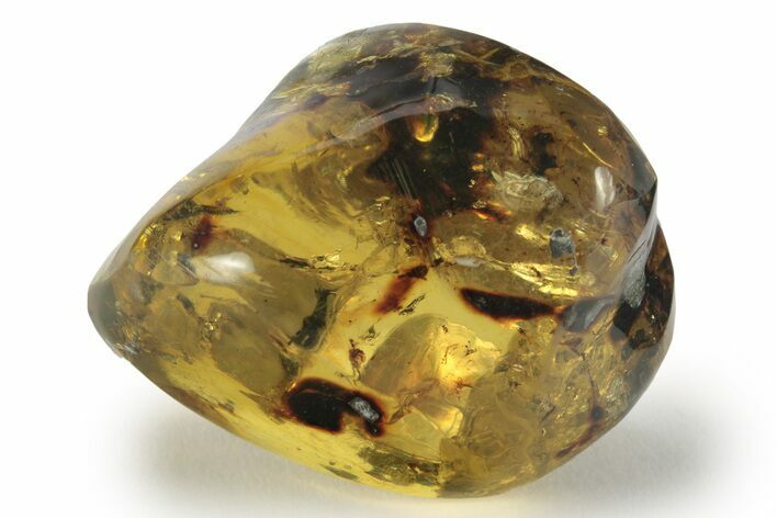 Polished Chiapas Amber ( grams) - Mexico #232568